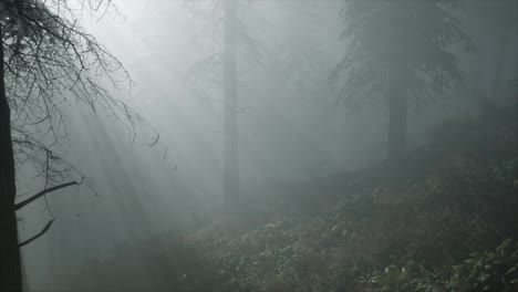 Coniferous-Forest-Backlit-by-the-Fising-Sun-on-a-misty